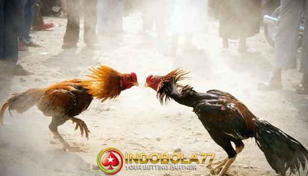 Panduan Cara Ternak Ayam Bangkok Untuk Pemula